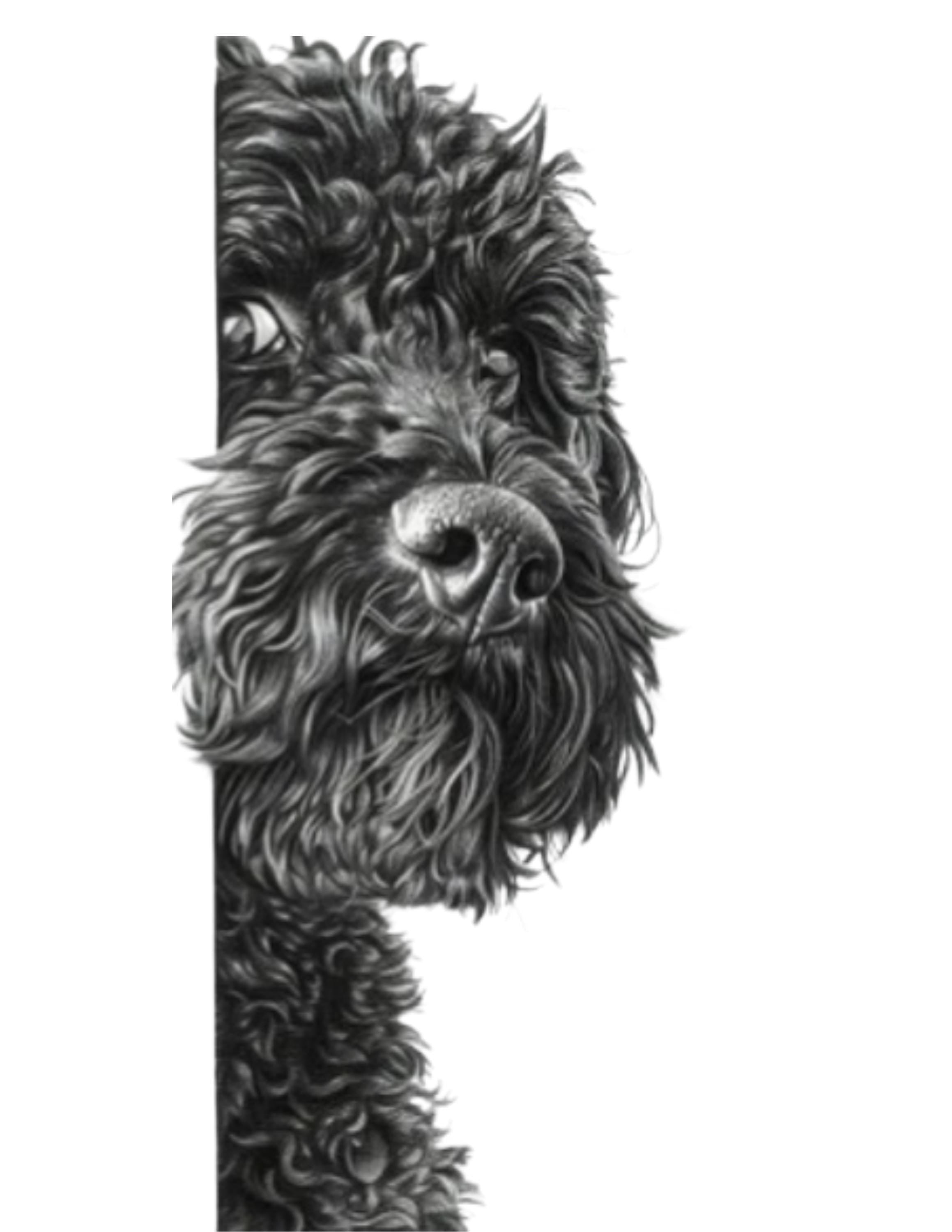 Pet Peekers sticker or magnet.  For that pet lover!