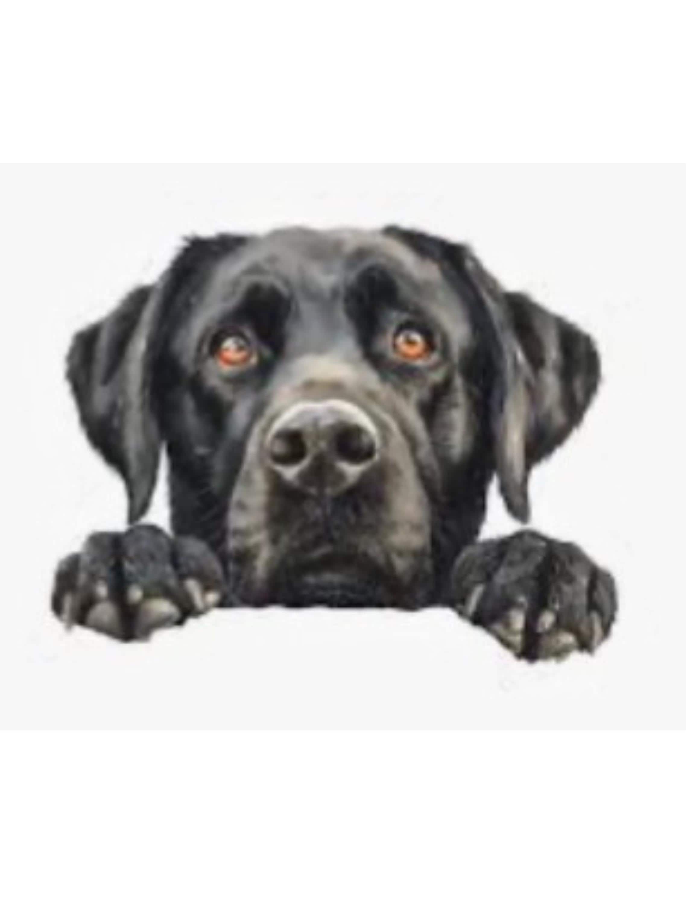 Pet Peekers sticker or magnet.  For that pet lover!